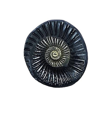 Shri Vishnu Shaligram Natural Shaligram 50mm
