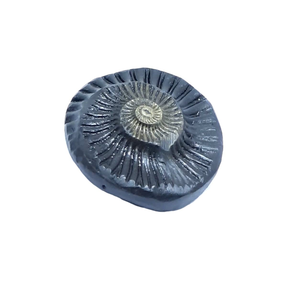Shri Vishnu Shaligram Natural Shaligram 50mm