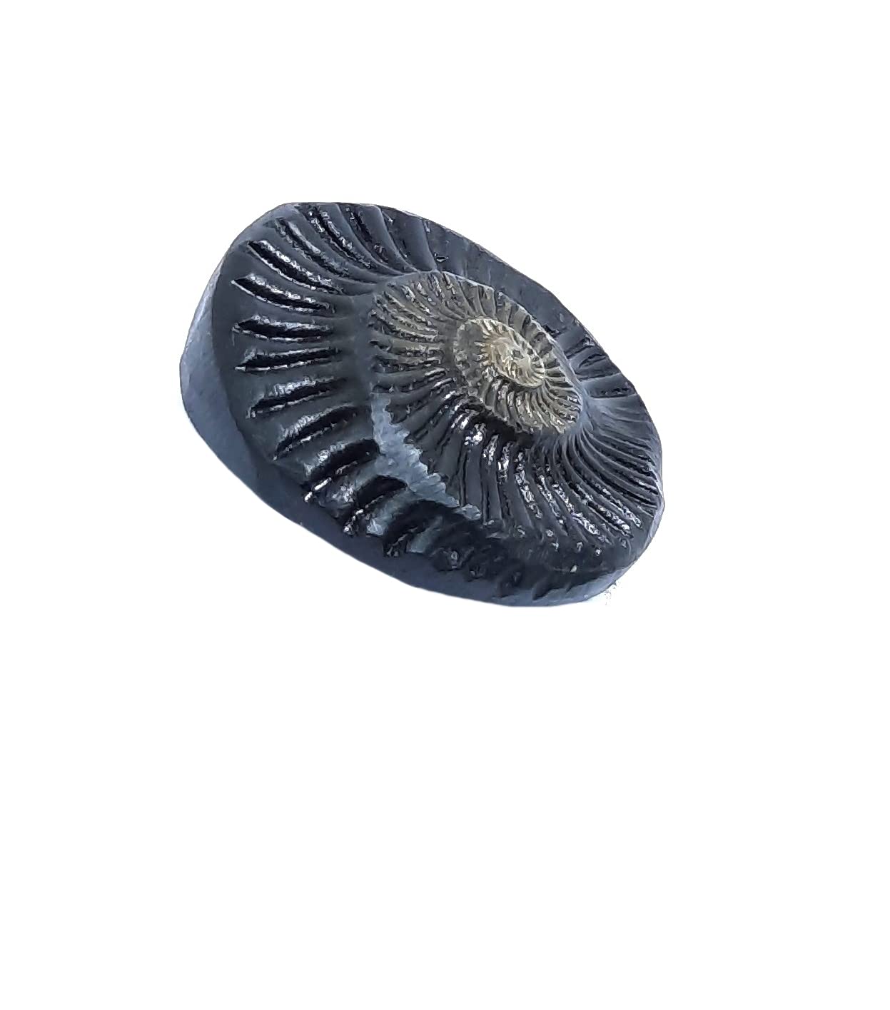 Shri Vishnu Shaligram Natural Shaligram 50mm