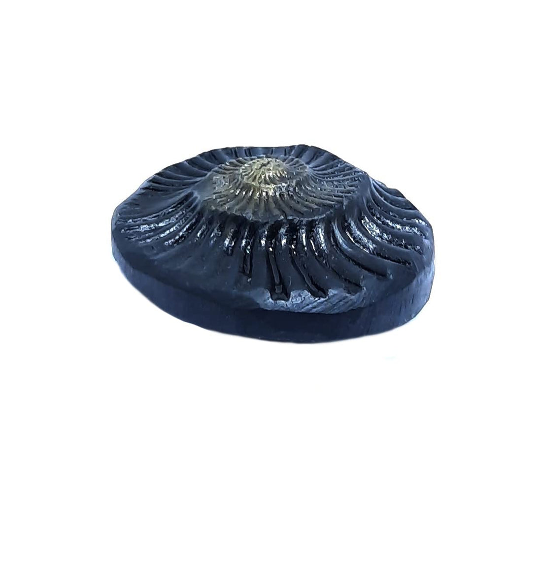 Shri Vishnu Shaligram Natural Shaligram 50mm