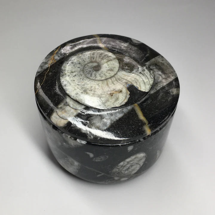 Orthoceras Kuber Stobe Money Box In Round Shape