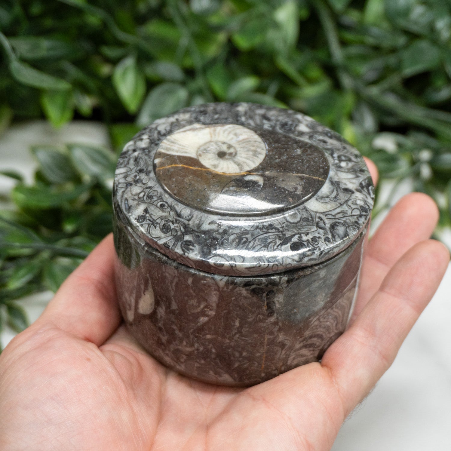 Orthoceras Kuber Stobe Money Box In Round Shape