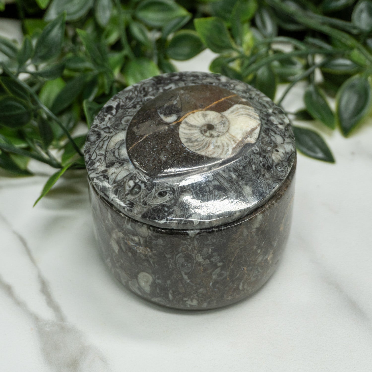 Orthoceras Kuber Stobe Money Box In Round Shape