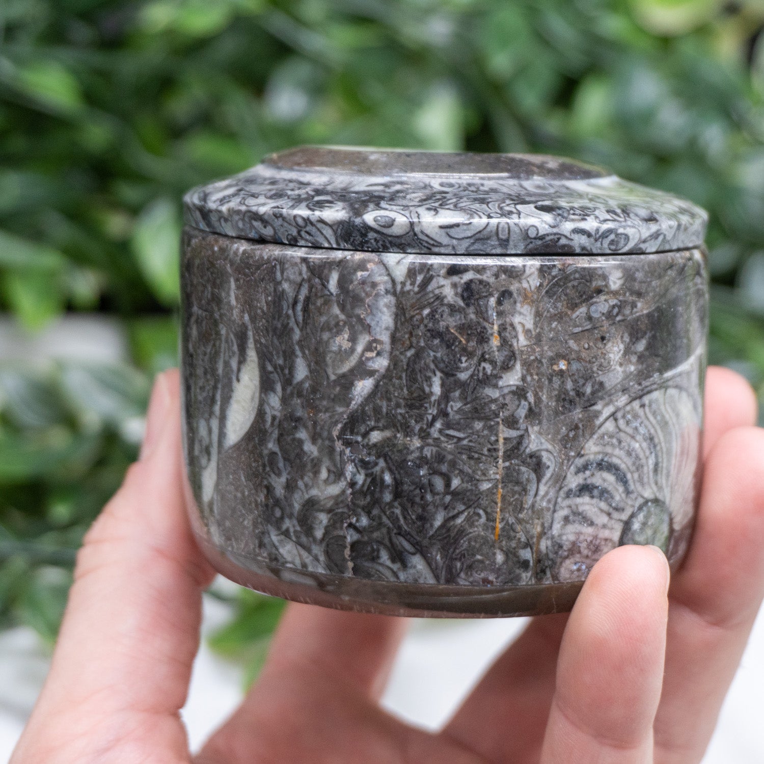 Orthoceras Kuber Stobe Money Box In Round Shape