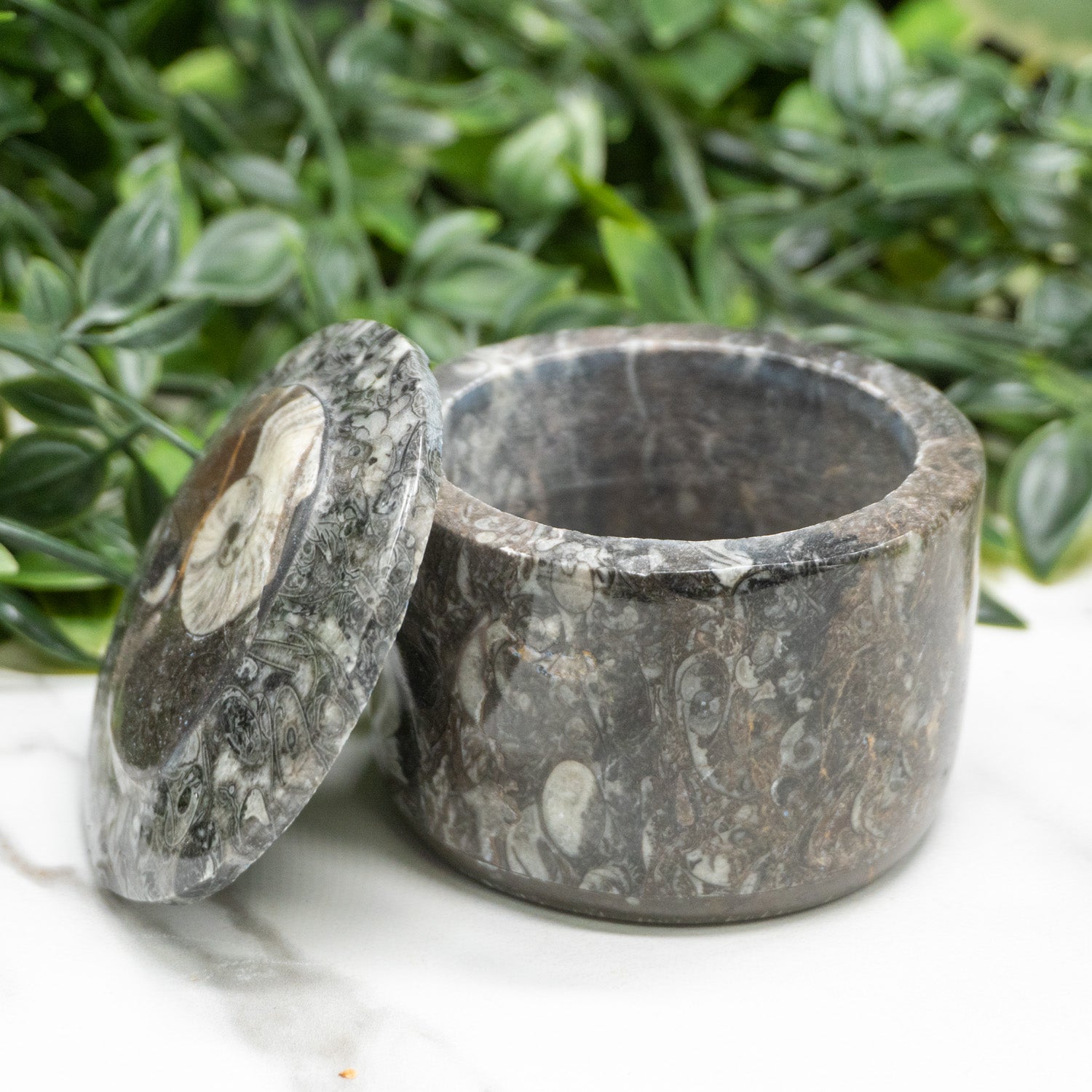 Orthoceras Kuber Stobe Money Box In Round Shape
