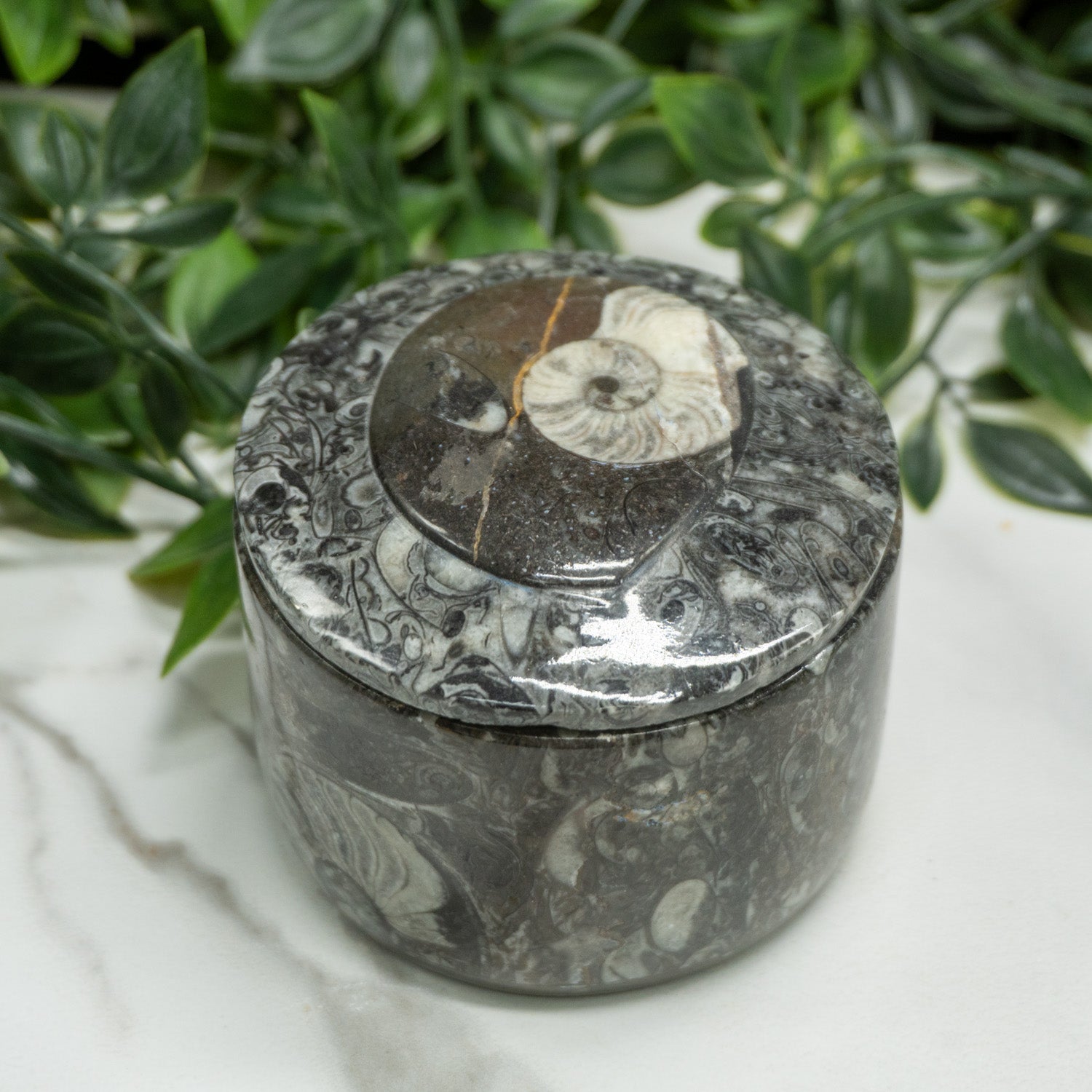 Orthoceras Kuber Stobe Money Box In Round Shape