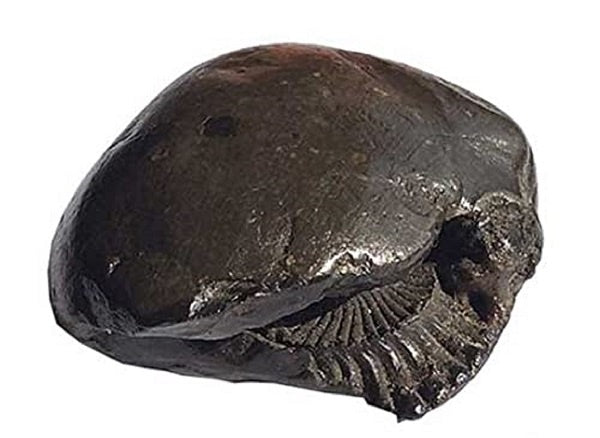 Shri Laxmi Narayan Shaligram Premium Quality Rare Fossil