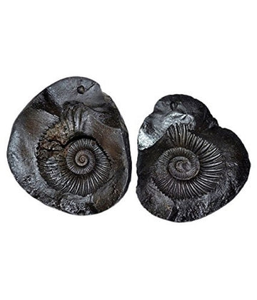 Shri Laxmi Narayan Shaligram Premium Quality Rare Fossil